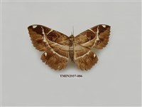 藏品(夜蛾276)的圖片